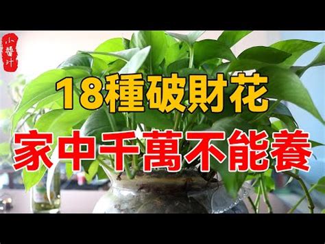 前陽台招財|7月旺財！前陽台招財植物怎麼選